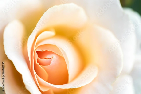 Fototapeta Macro flower close up