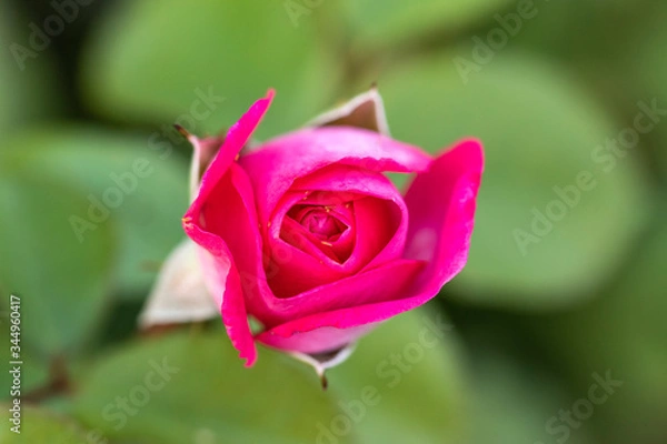 Fototapeta Macro flower close up