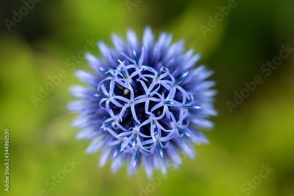 Fototapeta Macro flower close up