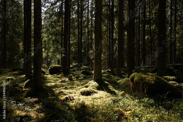 Fototapeta Scandinavian forest with the sun in the background
