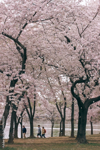 Obraz D.C. cherry blossoms