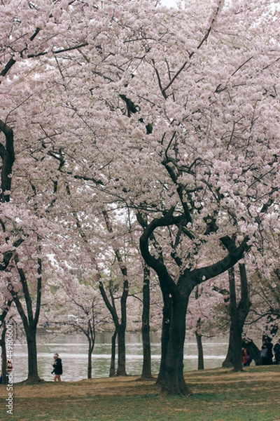 Obraz D.C. cherry blossoms