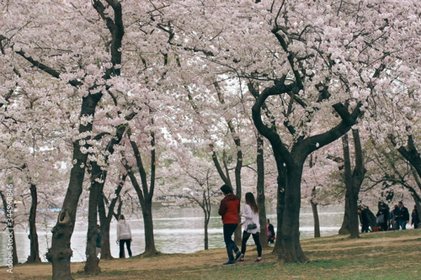 Obraz D.C. cherry blossoms