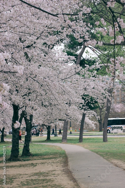 Obraz D. c. cherry blossoms