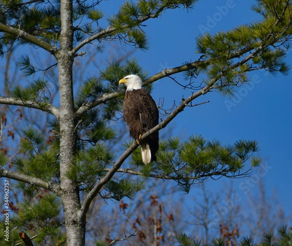 Fototapeta american bald eagle