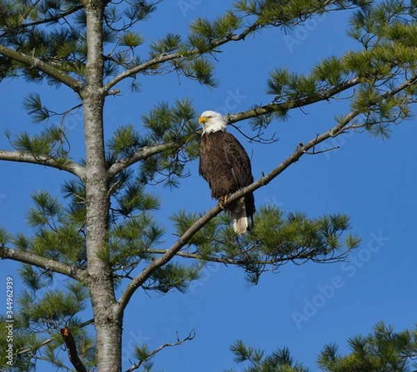 Obraz Bald Eagle High in a pine tree