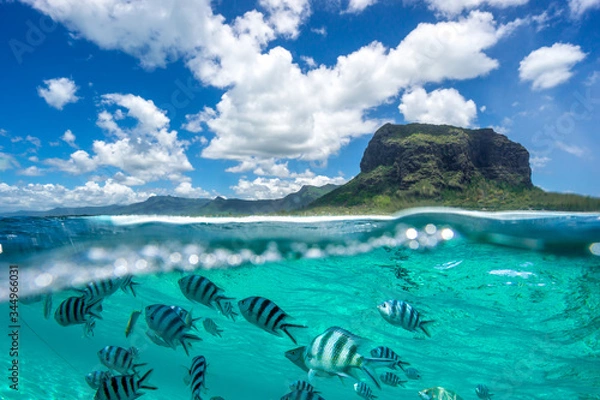 Obraz underwater life