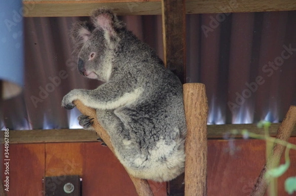 Obraz Koala bear