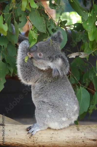 Obraz Koala bear