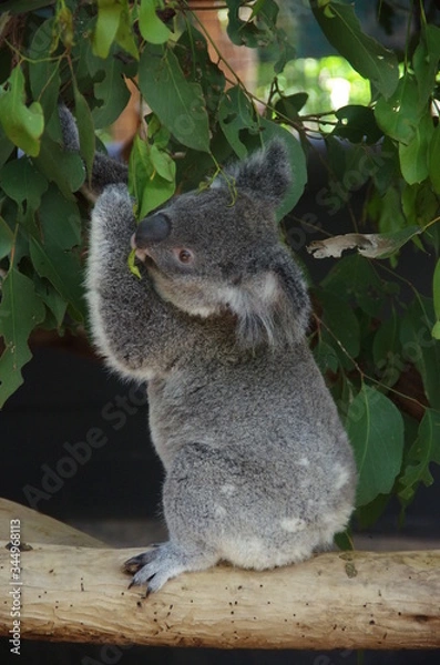 Obraz Koala bear