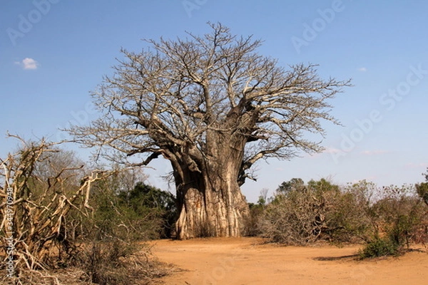 Obraz alter knorriger Baum