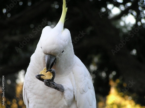 Obraz Niedlicher Kakadu