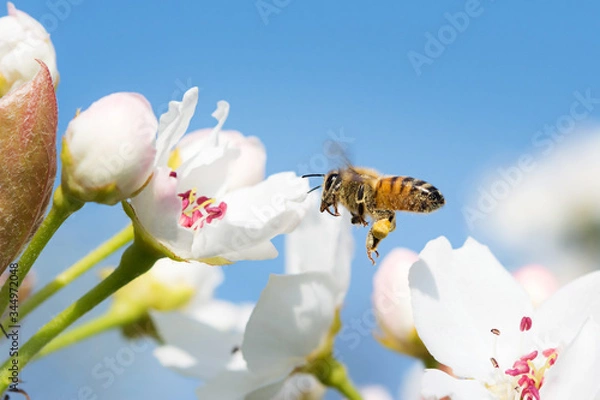 Fototapeta bee flying toward a flower in a beautiful spring sunny day collecting nectar