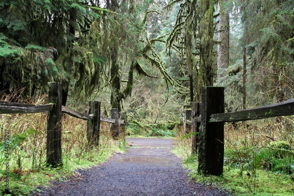 Obraz Weg in Grünen