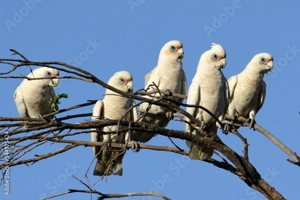 Obraz Brillenkakadus