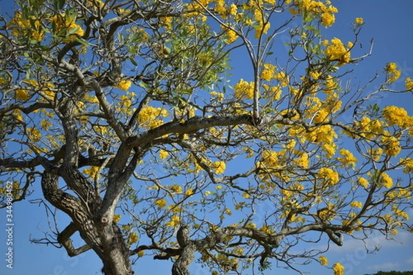 Fototapeta Naturaleza