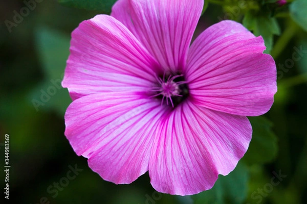Obraz Pink lavatera (mallow) flower