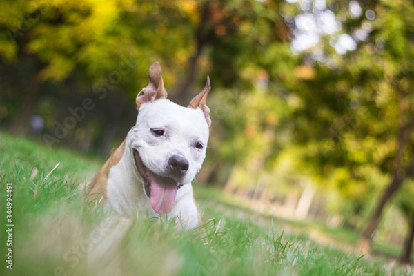 Fototapeta Portrait of a happy dog in the city park. Happy dog lying down at the grass