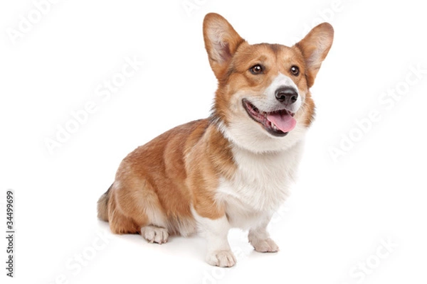 Obraz Pembroke Welsh Corgi