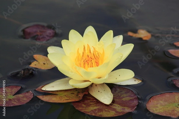 Fototapeta водяная лилия