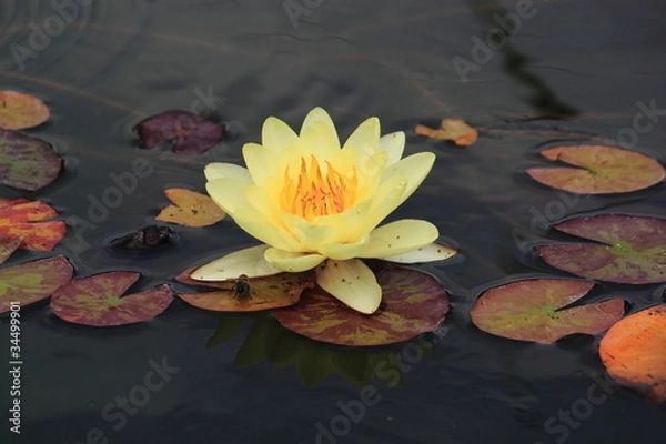 Obraz водяная лилия