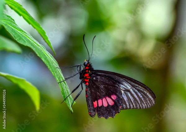 Fototapeta Beautiful butterfly ( Parides aglaope )on flower in a summer garden 