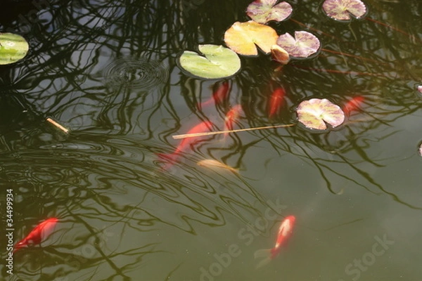 Obraz декоративные рыбки в пруду