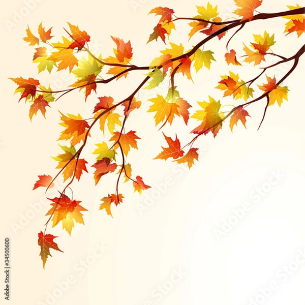 Fototapeta Autumn maple branch