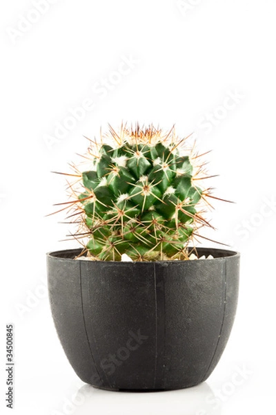 Obraz cactus isolated
