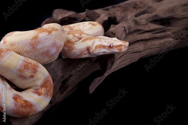 Fototapeta Albino Boa constrictor on a piece of wood