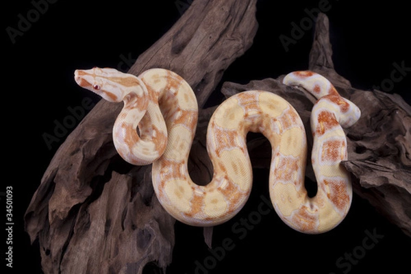 Fototapeta Albino Boa constrictor on a piece of wood