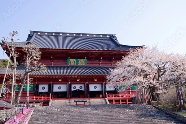 Fototapeta 日光山輪王寺　三仏堂と金剛桜（国天然記念物）