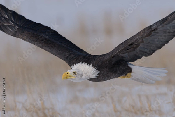 Obraz Bald eagle flyby Colorado