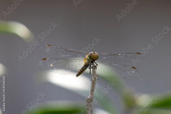 Obraz シオカラトンボ