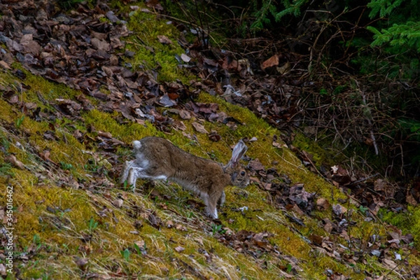 Fototapeta lièvre 3