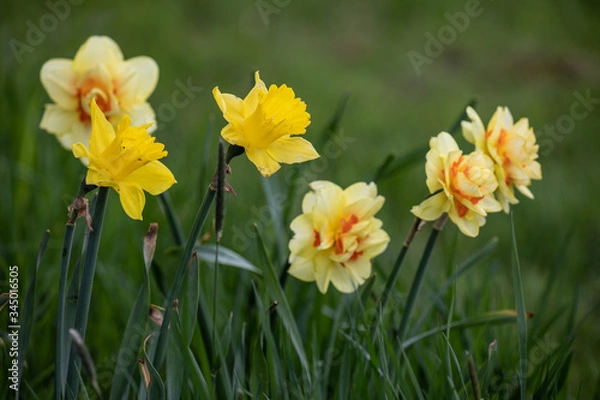 Obraz daffodils