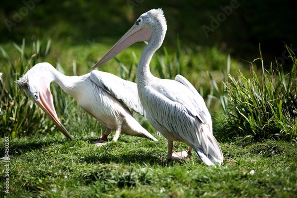 Obraz pink backed pelicans