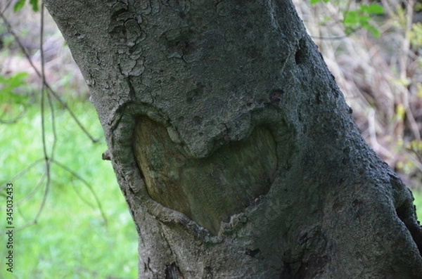 Obraz The Loving Tree