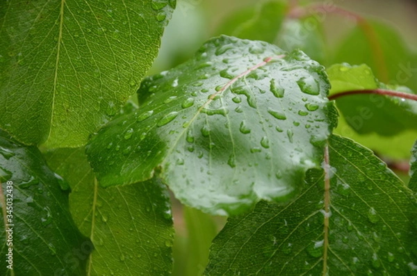 Obraz Raindrops on a leaf