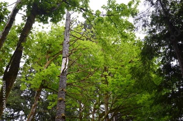 Obraz tree in the forest