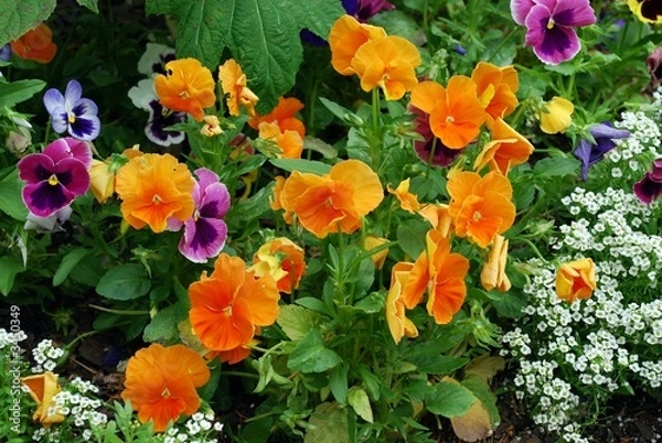 Obraz pretty pansy patch