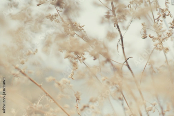 Obraz Tender Spring dry grass Macro