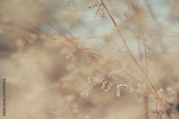 Obraz Tender Spring dry grass Macro