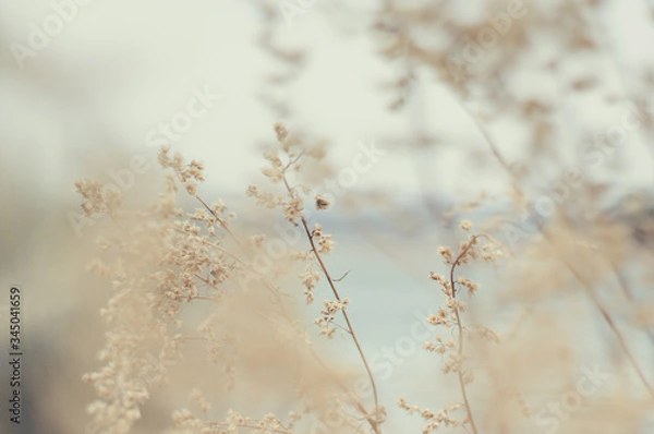 Obraz Tender Spring dry grass Macro