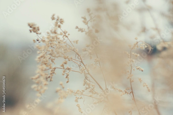 Obraz Tender Spring dry grass Macro