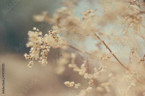 Obraz Tender Spring dry grass Macro