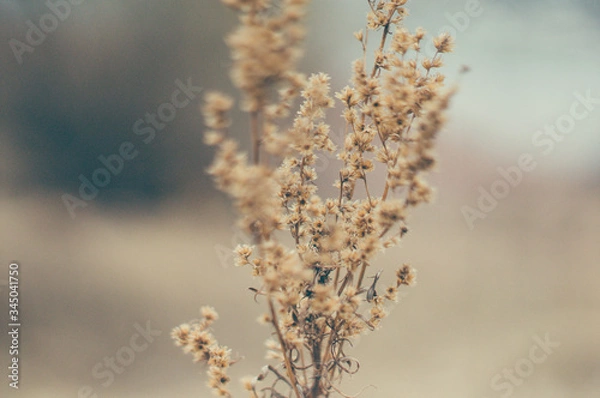 Obraz Tender Spring dry grass Macro