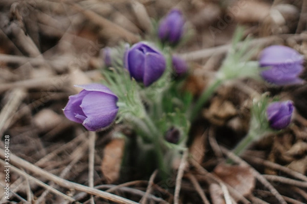 Obraz spring crocus flowers
