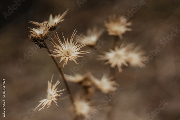 Obraz Tender Spring dry grass Macro
