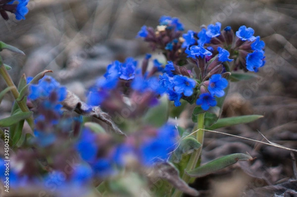 Obraz forget me not flower
